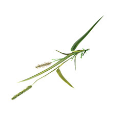 Top view of green wild grass isolated on transparent Canvas