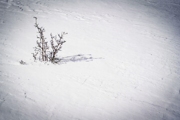 the dry branch in the snow with dramatic tone