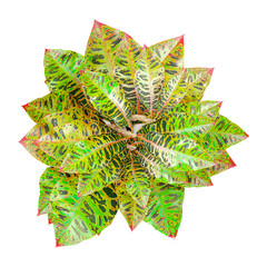 3D rendering of Crotons plant isolated on transparent canvas from top view © Fouzia