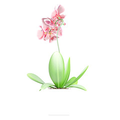3D rendering of Moth orchids plant in planter isolated on transparent canvas