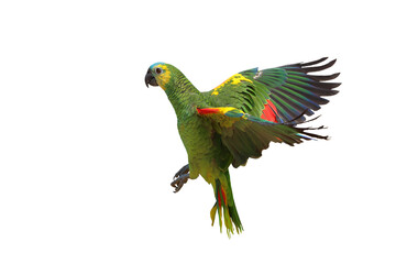 Beautiful flying Blue Fronted Amazon parrot isolated on transparent background png file