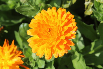 Ruddles, Calendula or Mary's gold beautiful yellow flowers