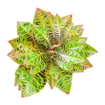 collection of Crotons plant in planter with realistic style from top view