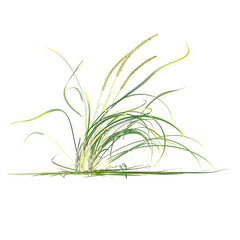 collection of green grass with realistic style
