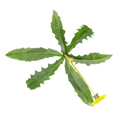 Dandelions Tree isolated on Canvas from top view