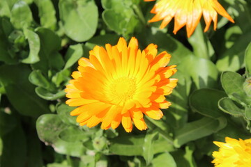 Ruddles, Calendula or Mary's gold beautiful yellow flowers
