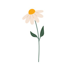 Flower of white Chamomile, daisy isolated on white background. Doodle style illustration. Hand drawn Vector icon.