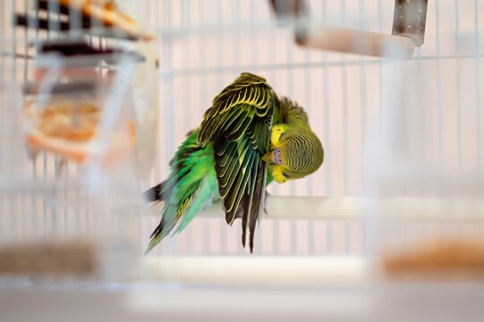 Green and yellow budgerigar preening its feathers inside a cage. Close-up of a pet parrot taking care of its plumage. Selective focus, home bird care, and avian grooming concept.
