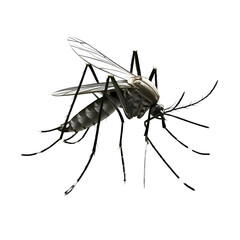 mosquito isolated on white background