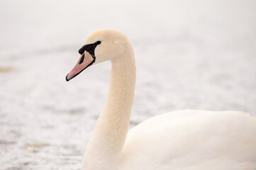 Fototapeta premium Close-up of a majestic white swan sitting on a frozen lake in winter. The day is nearing sunset