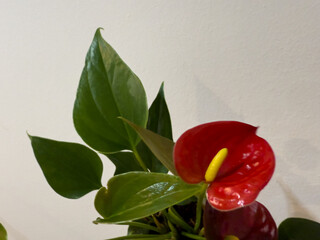 Fototapeta premium Close-up of a red Anthurium plant with glossy, heart-shaped flowers and deep green leaves in a matching red pot. The vibrant tropical plant adds elegance to any indoor space.