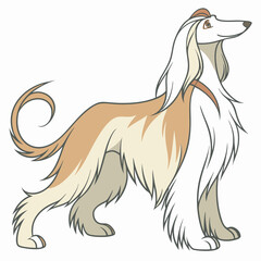 Afghan Hound Dog Vector