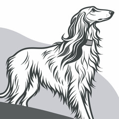 Afghan Hound Dog Vector