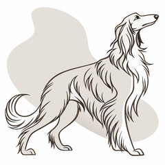 Afghan Hound Dog Vector