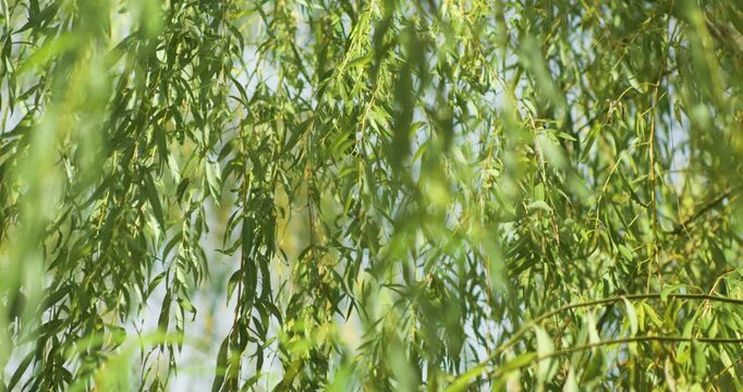 Willow branches just sprouting in spring