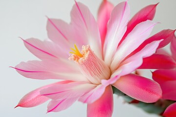 Fototapeta premium A close-up of an Easter cactus flower in full bloom, showcasing the vivid petals and intricate details of the plant on a clean white backdrop.
