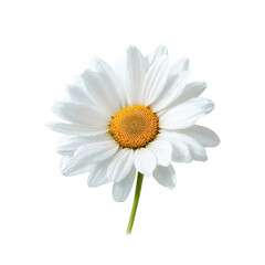 A stunning bright daisy stands elegantly against a solid black background, capturing the essence of nature's beauty with its vibrant petals and intricate details.