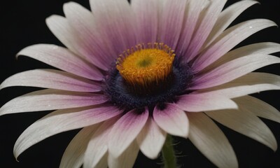 Romantic Lotus Flower with Water Drops on Black Background