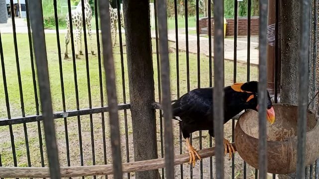 Black Bird with Orange Accents in a Metal Cage Outdoors
