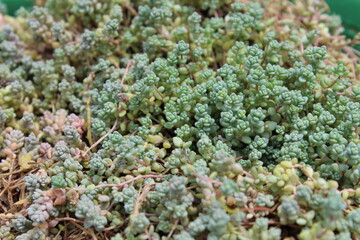 Corsican stonecorp or Thick leave stonecorp is family Crassulaceae.