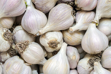 Natural organic garlic from the vegetable garden. Garlic close-up.
