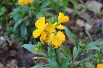 Erysimum cheiri, common wallflower or Cheiranthus Cheiriflower