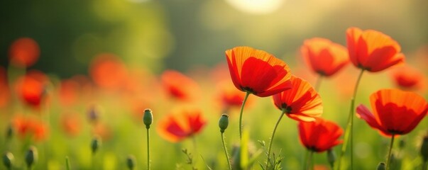 Obraz premium Vibrant red poppies bloom in a sun-drenched summer meadow , season, wildflowers, close-up