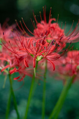 鎌倉2409Y　妙法寺4　曼珠沙華
