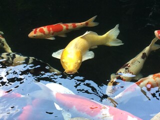 Golden koi with another fish in the pond