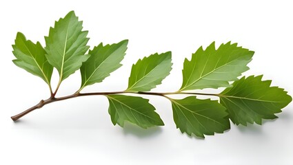 Fototapeta premium Fresh Green Bay Leaf Branch with Glossy Textured Leaves on White