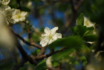 White blossoms on a branch on a sunny day. A beautiful and peaceful view of spring season.