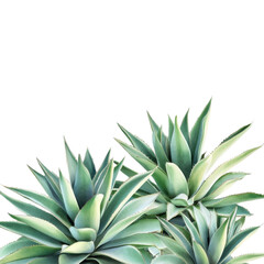 Fototapeta premium Lush Agave Plants in Desert Bloom on transparent background.