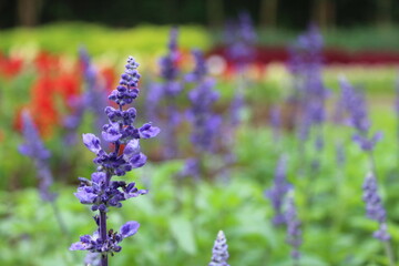 Salvia farinacea its belong Lamiaceae family