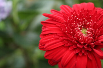 Beautiful red flower in the garden (Gerbera)