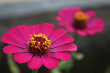 Obraz premium Close-up Zinnia flowers at the garden