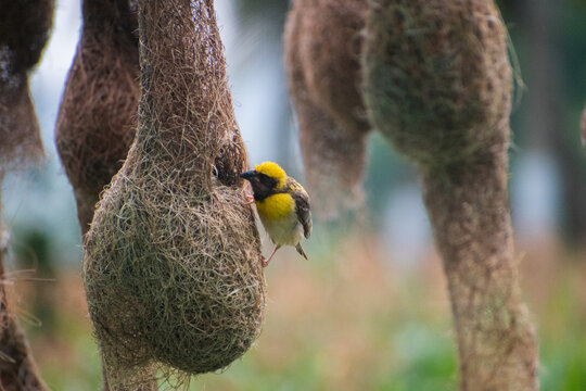 Closeup of baya weaver bird sitting on its nest, baya weaver building nest.