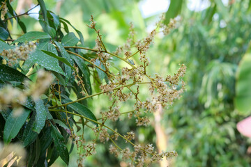 close up of green leaves