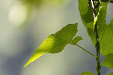 Climbing plant winds its way up the fence, climbing plant grows upwards, sun shines on green leaf, veins of leaf shimmer in the sunlight