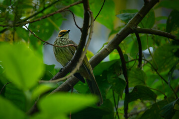 Critically endangered straw-headed bulbul perching on tree branch with dense leaves, found in Bukit Timah, Singapore, with natural bokeh background