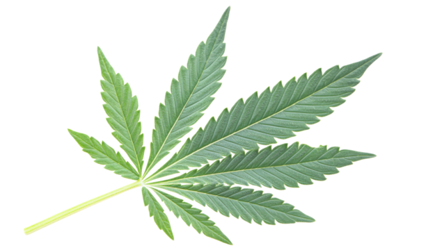 Cannabis leaf showing seven-point structure on transparent background