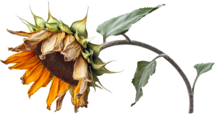 Withered sunflower with hanging head and transparent background