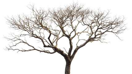 Leafless tree standing with transparent background, showing branches and trunk