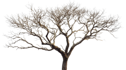 Leafless tree standing with transparent background, showing branches and trunk