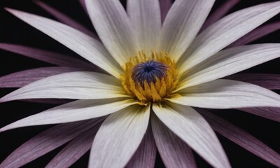 Romantic Lotus Flower with Water Drops on Black Background