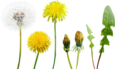 민들레 꽃 꽃씨