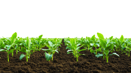 Young green plants growing in rows on fertile soil with transparent background