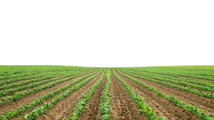 Long rows of crops growing in agricultural field with transparent background
