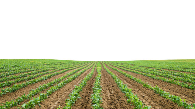 Long rows of crops growing in agricultural field with transparent background
