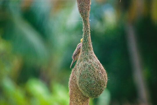 Closeup of baya weaver bird sitting on its nest, baya weaver building nest.