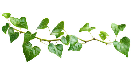 Fresh green ivy branch with transparent background